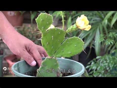 仙人掌開花風水